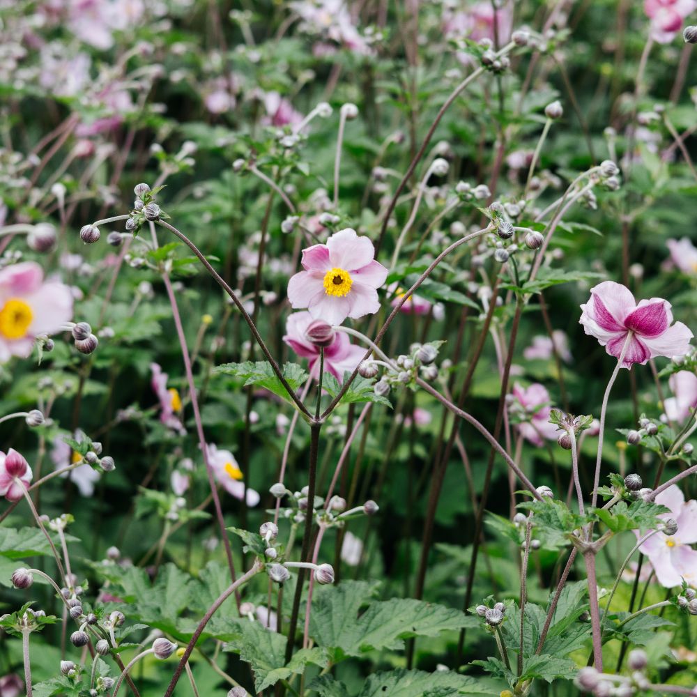 Anemone hupehensis 'September Charm' (herfstanemoon) BIO