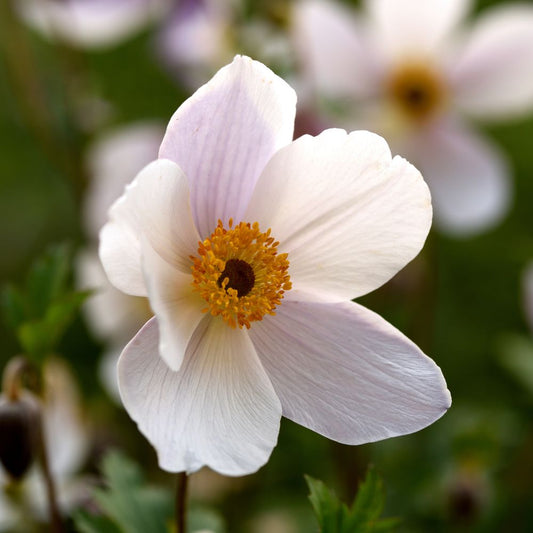 Anemone 'Wild Swan' (herfstanemoon)