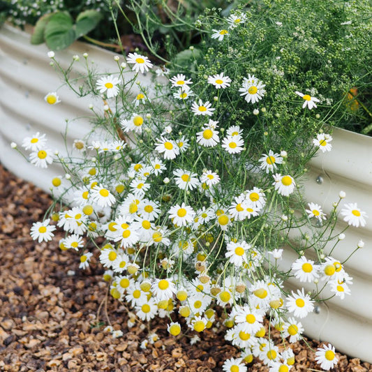 Anthemis nobilis (kamille)