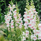 Antirrhinum majus ‘Appleblossom’ (leeuwenbek)