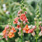 Antirrhinum majus ‘Madame Butterfly Bronze’ (leeuwenbek)