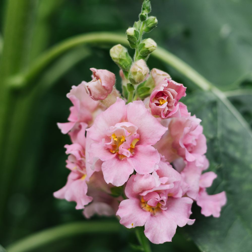 Antirrhinum majus ‘Madame Butterfly Pink’ (leeuwenbek)