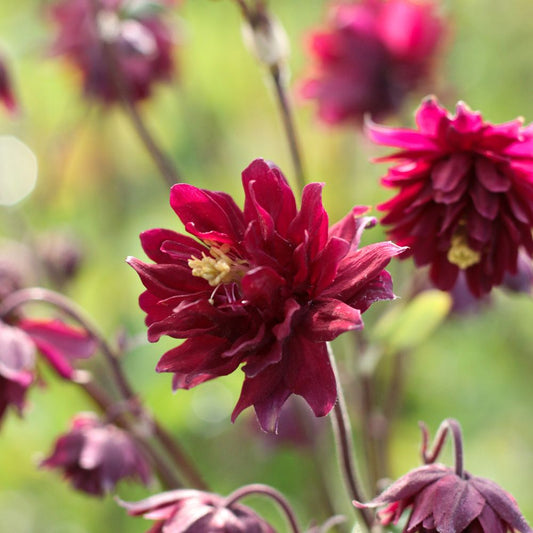 Aquilegia vulgaris 'Ruby Port' (akelei) BIO