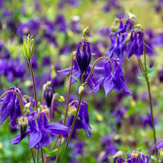 Aquilegia vulgaris (akelei) BIO