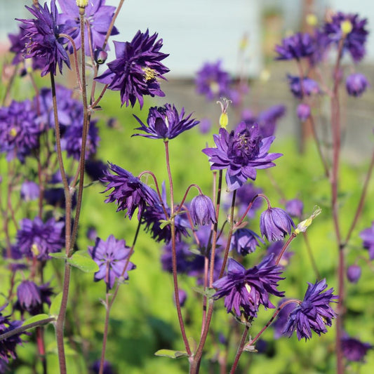 Aquilegia vulgaris 'Blue Barlow' (akelei) BIO