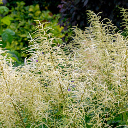 Aruncus 'Horatio' (geitenbaard)