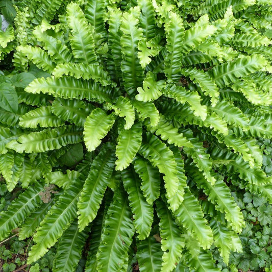 Asplenium scolopendrium