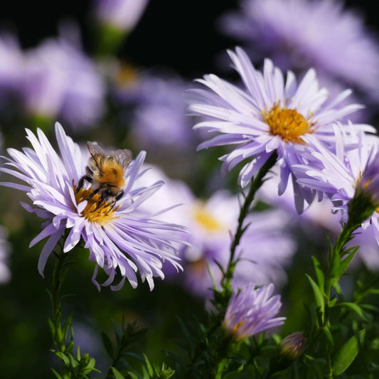 Aster ageratoides 'Asran' (aster)