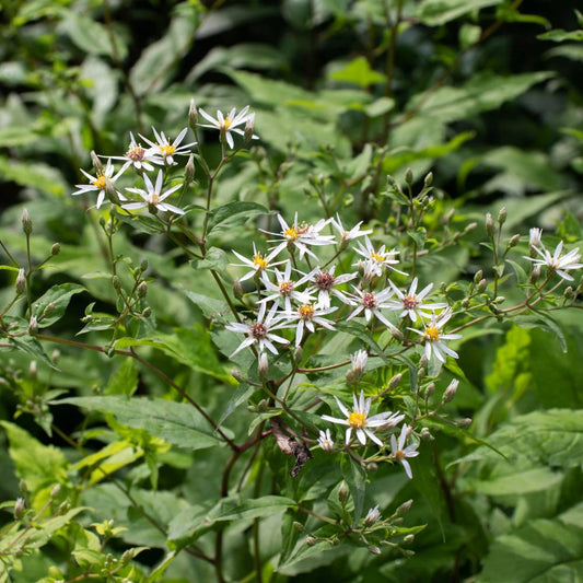 Aster divaricatus 'Beth Chatto' (aster)