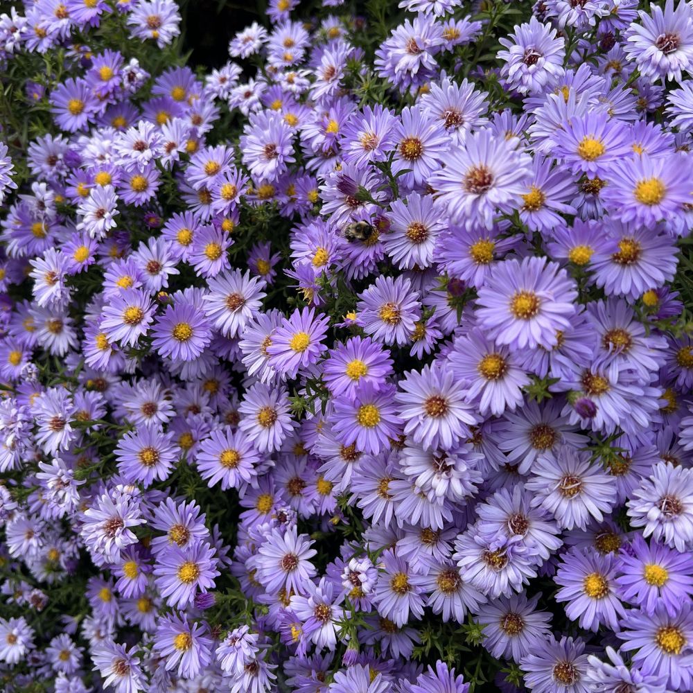 Aster ageratoides 'Mönch' (aster) BIO