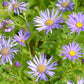 Aster ageratoides 'Mönch' (aster) BIO