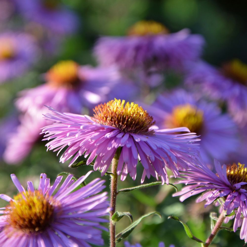 Aster 'Pink Star' (aster) BIO