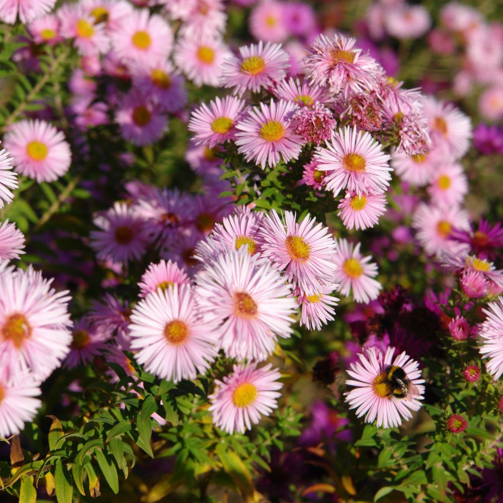 Aster 'Pink Star' (aster) BIO