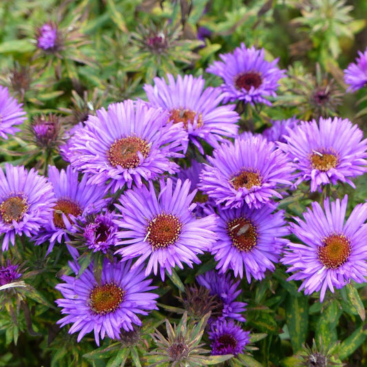 Aster novae-angliae 'Purple Dome' (aster) BIO