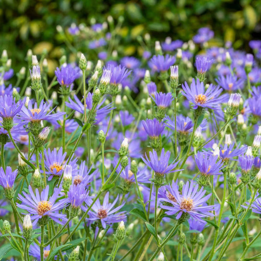 Aster macrophyllus 'Twilight' (aster)