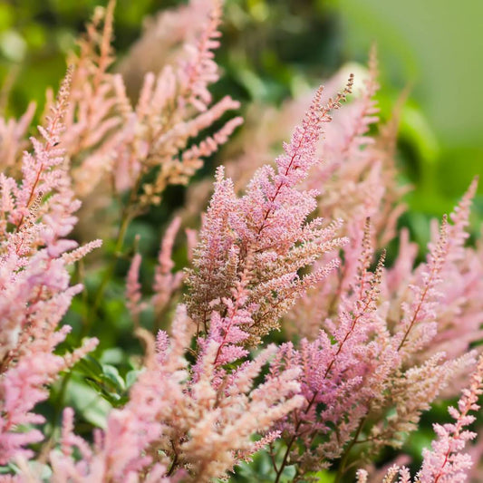 Astilbe arendsii 'Erika' (pluimspirea)