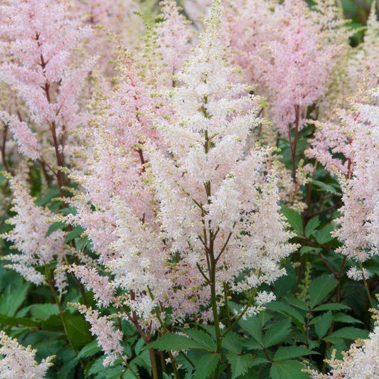 Astilbe japonica 'Peach Blossom' (pluimspirea)