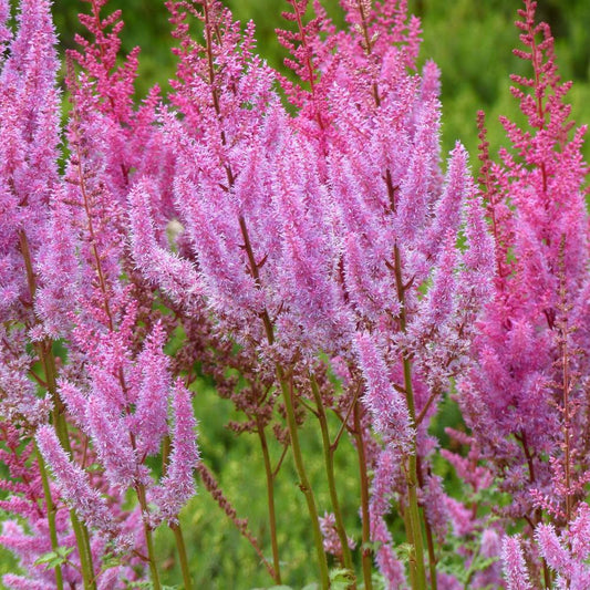 Astilbe chinensis 'Pumila' (pluimspirea)