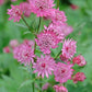 Astrantia major 'Claret' (Zeeuws knoopje)