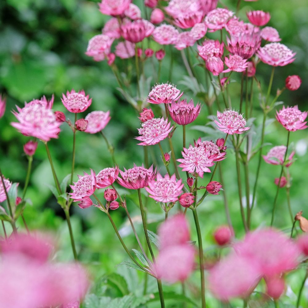 Astrantia major 'Claret' (Zeeuws knoopje)
