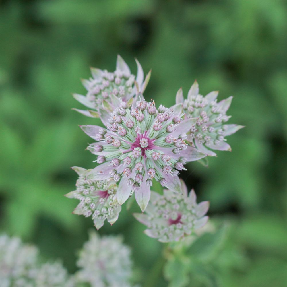Astrantia major 'Florence' (Zeeuws knoopje)