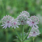 Astrantia major 'Florence' (Zeeuws knoopje)