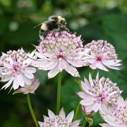 Astrantia major 'Buckland' (zeeuws knoopje)