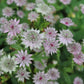 Astrantia major 'Florence' (Zeeuws knoopje)