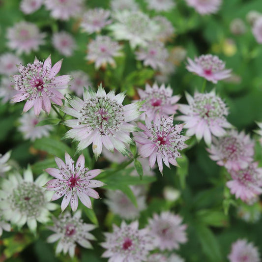 Astrantia major 'Florence' (Zeeuws knoopje)