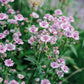 Astrantia major 'Pink Pride' (zeeuws knoopje)