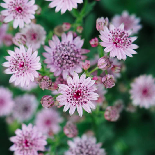 Astrantia major 'Pink Pride' (zeeuws knoopje)