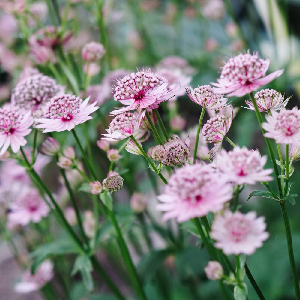 Astrantia major 'Pink Pride' (zeeuws knoopje)