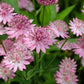 Astrantia major 'Roma' (Zeeuws knoopje) BIO