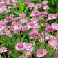 Astrantia major 'Roma' (Zeeuws knoopje) BIO