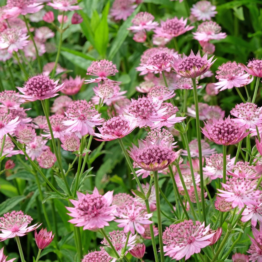 Astrantia major 'Roma' (Zeeuws knoopje) BIO