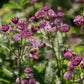 Astrantia major 'Rubra' (Zeeuws knoopje) BIO