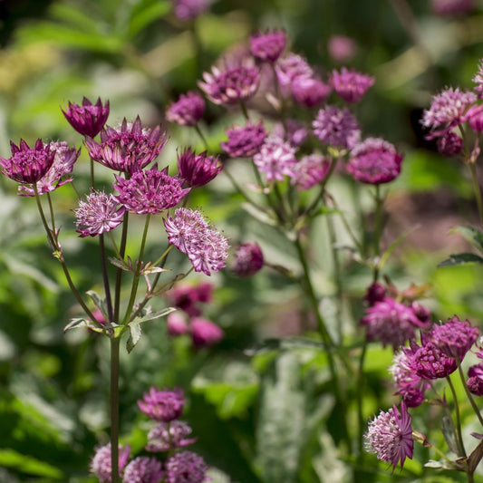 Astrantia major 'Rubra' (Zeeuws knoopje) BIO