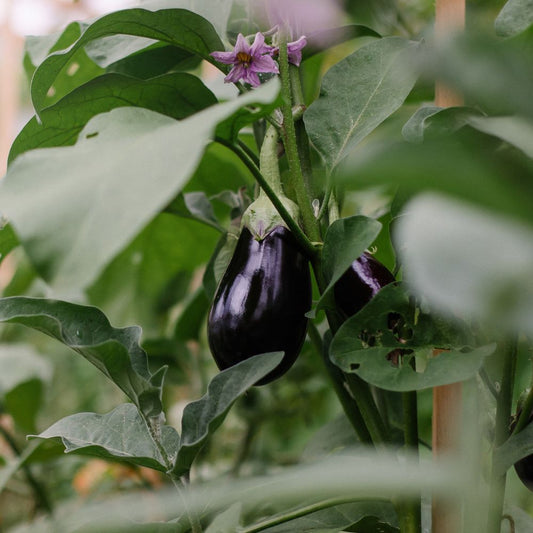 Aubergine 'Black Beauty' BIO