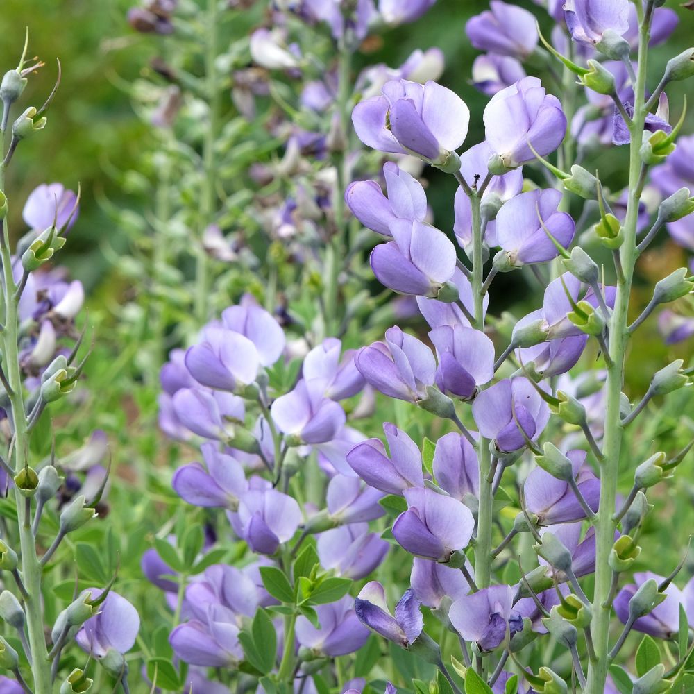 Baptisia australis (indigolupine) BIO