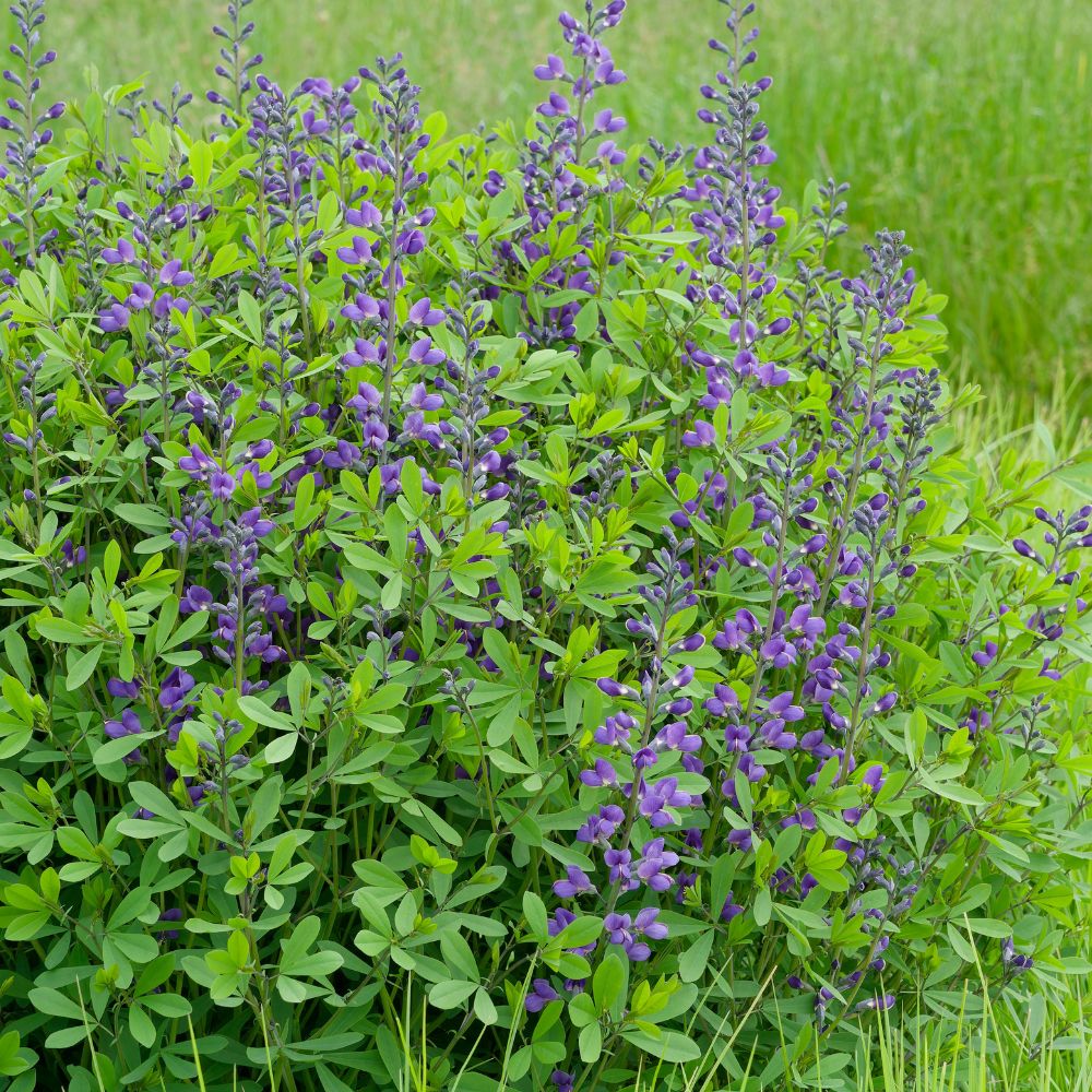 Baptisia australis (indigolupine) BIO