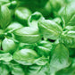 Basilicum 'Genovese' BIO
