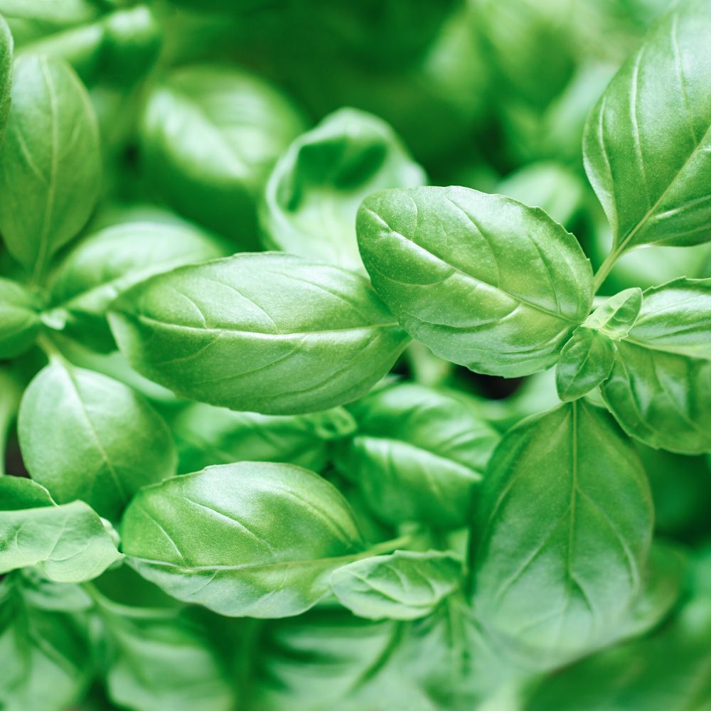 Basilicum 'Genovese' BIO