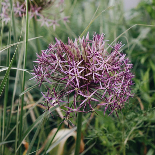 Allium christophii (sterrenlook, 10 stuks)