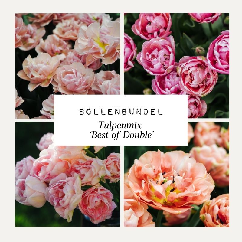 Bollenbundel Tulpenmix 'Best of Double'