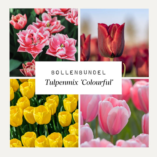 Bollenbundel Tulpenmix 'Colourful'