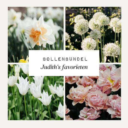 Bollenbundel Judith's favorieten