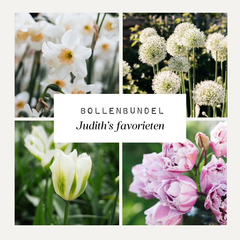 Bollenbundel Judith's favorieten