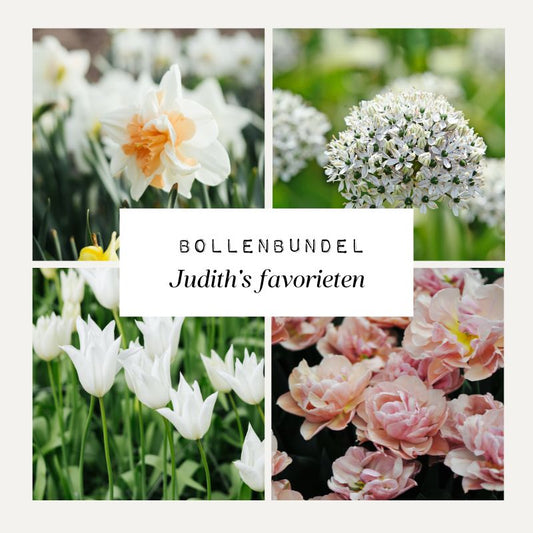 Bollenbundel Judith's favorieten