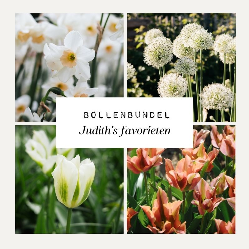 Bollenbundel Judith's favorieten