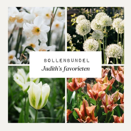 Bollenbundel Judith's favorieten